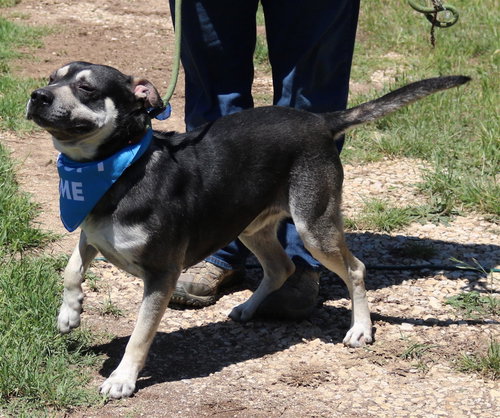 ROCKY - Rottweiler / Bulldog available for adoption