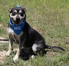 Rocky - Photo 3