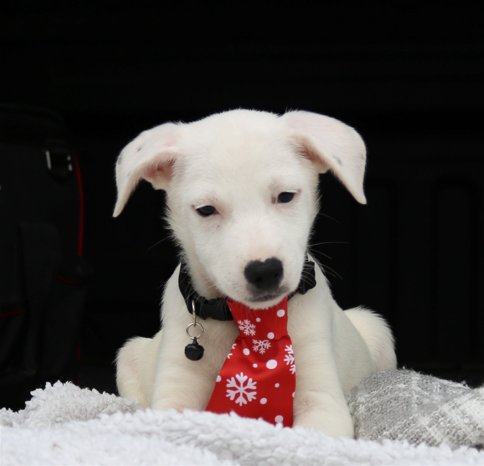 adoptable Dog in Brattleboro, VT named Edge