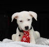 adoptable Dog in , VT named Edge