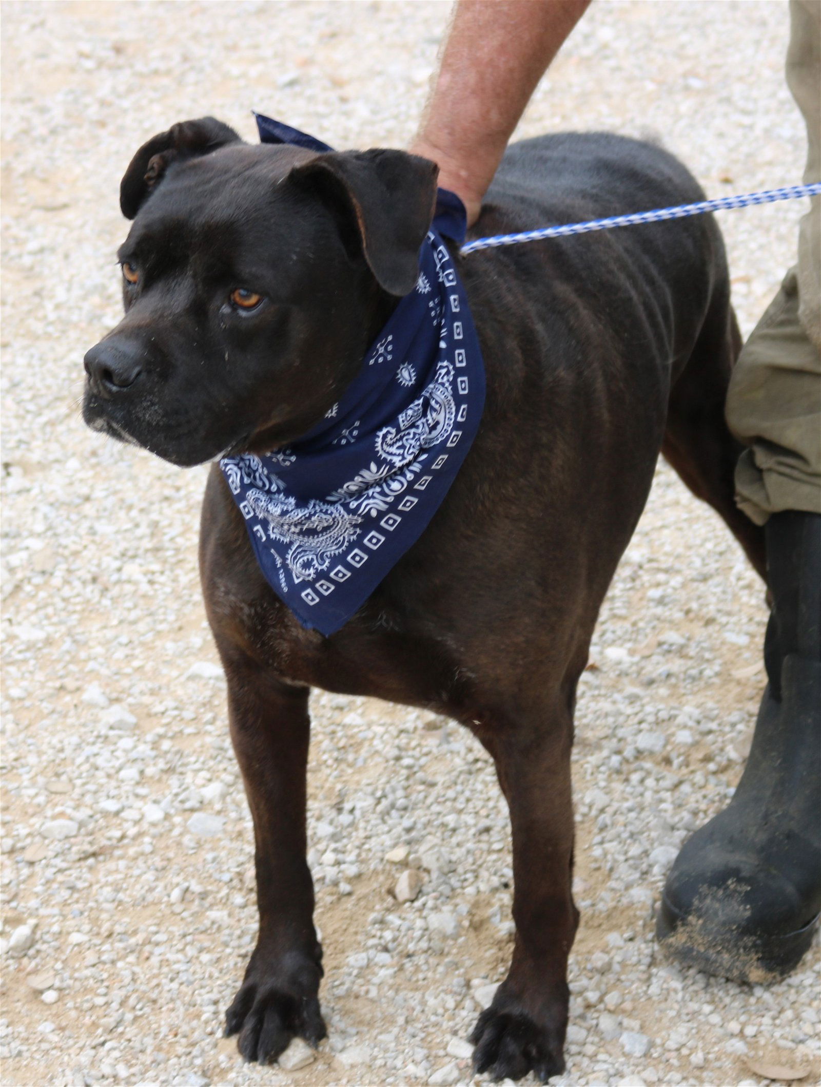 adoptable Dog in San Antonio, TX named Bob