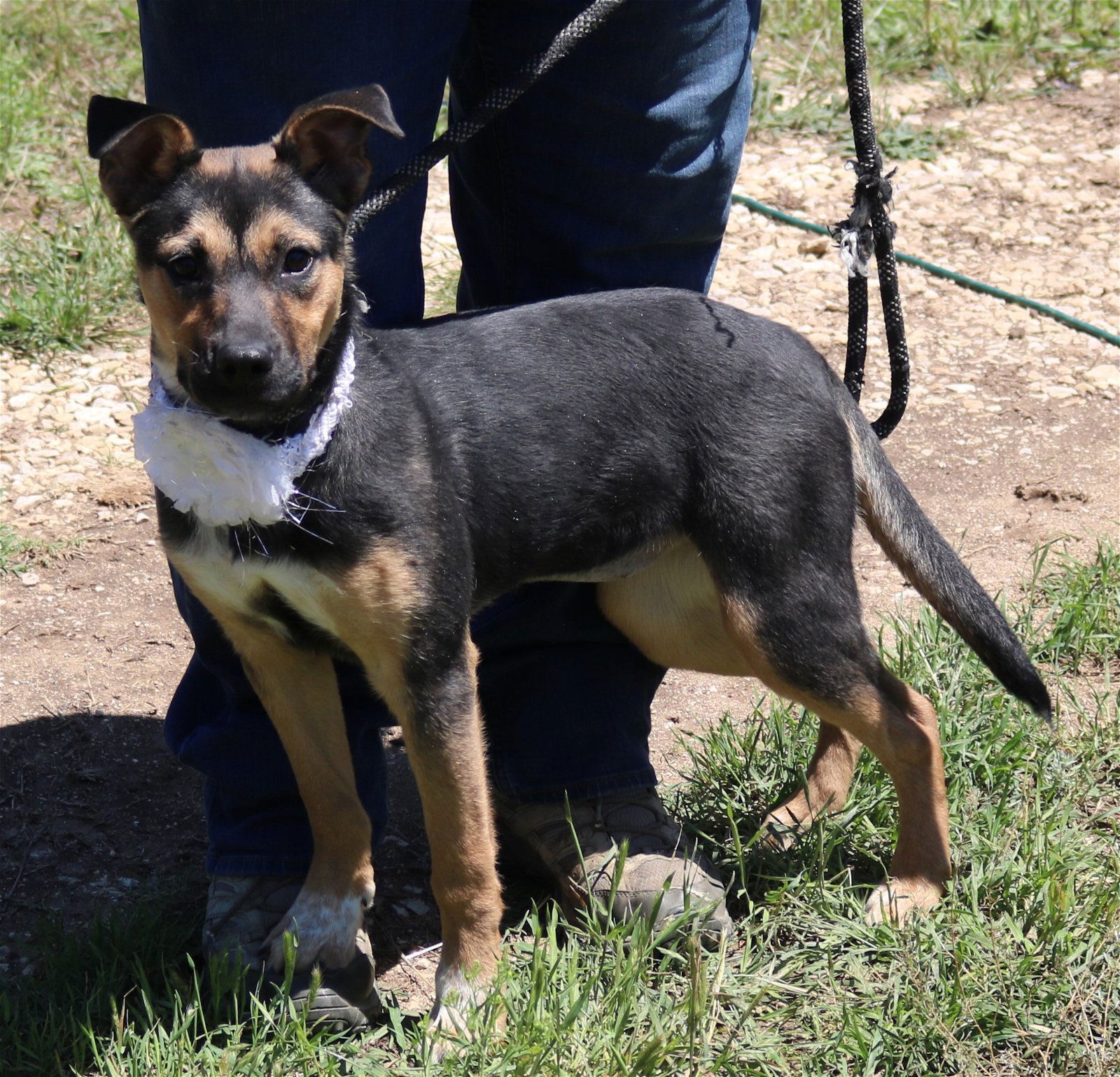 Dog For Adoption Sammy A German Shepherd Dog In San Antonio TX 