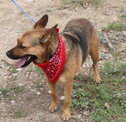TESSA - Shepherd / Terrier available for adoption
