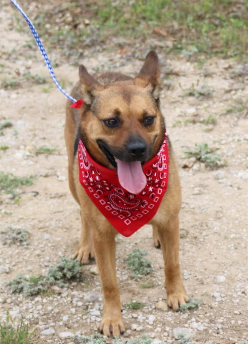TESSA - Shepherd / Terrier available for adoption