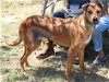 adoptable Dog in everett, WA named Skipper