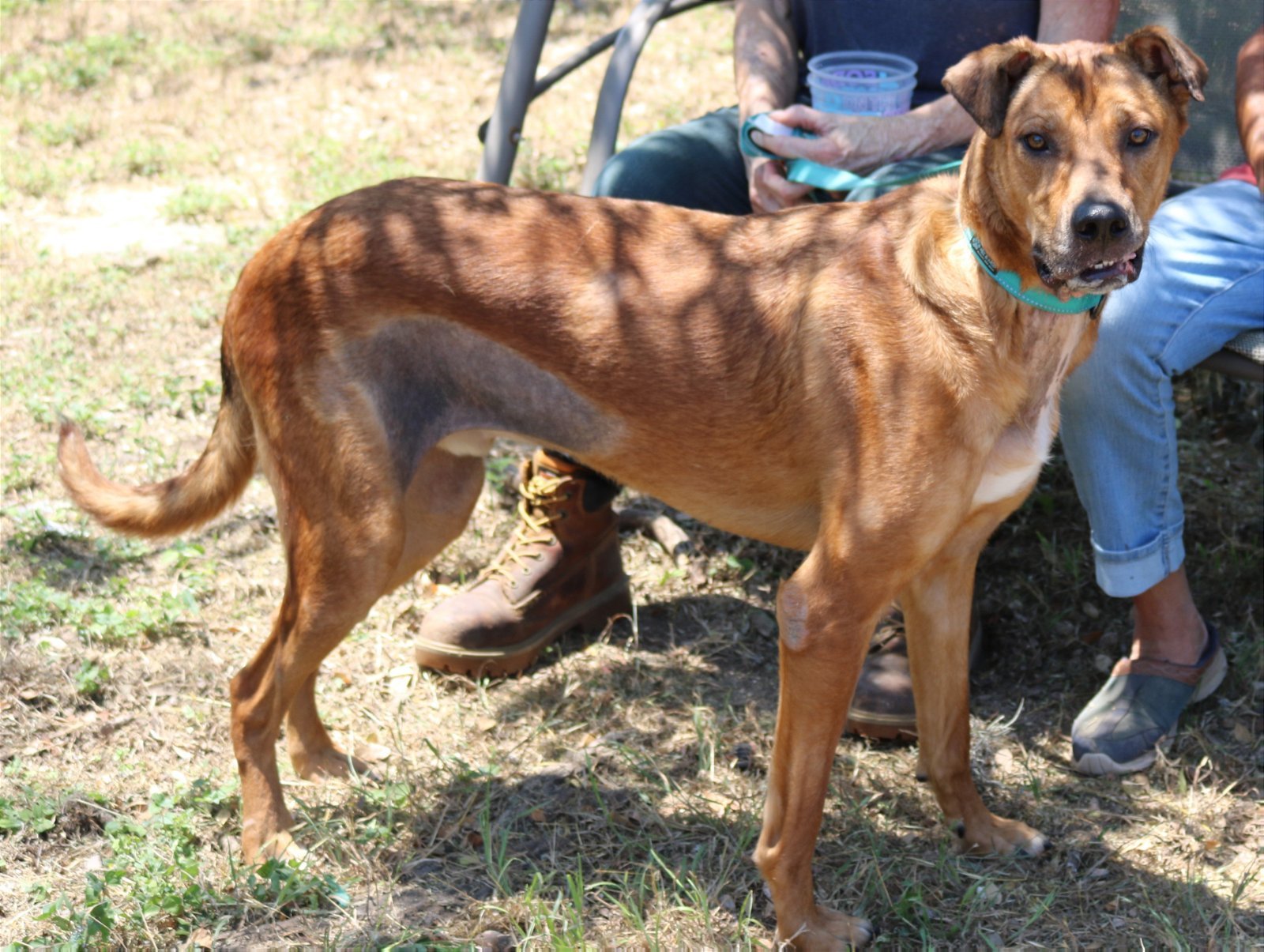 adoptable Dog in Brattleboro, VT named Skipper