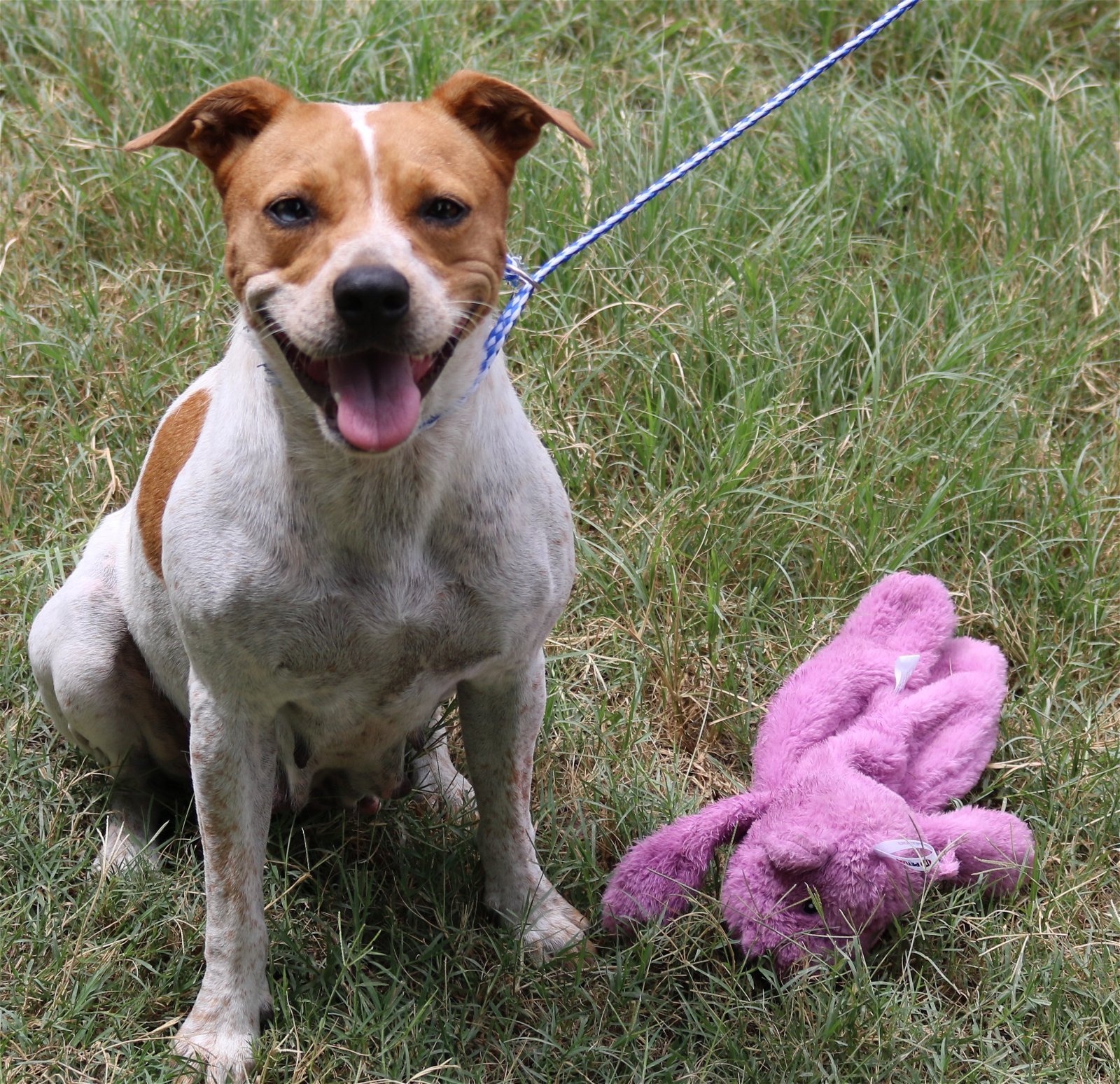 adoptable Dog in Brattleboro, VT named Ginger