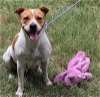 adoptable Dog in rocky hill, CT named Ginger
