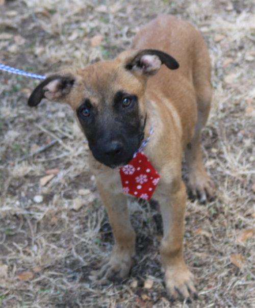 LITTLE FOOT - Shepherd / Labrador Retriever available for adoption