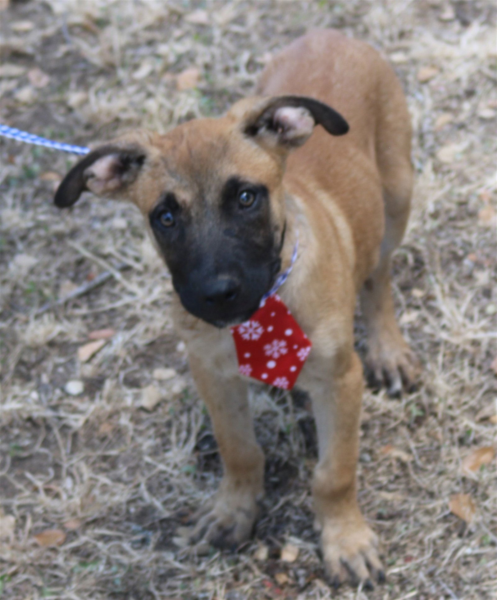 adoptable Dog in San Antonio, TX named Little Foot