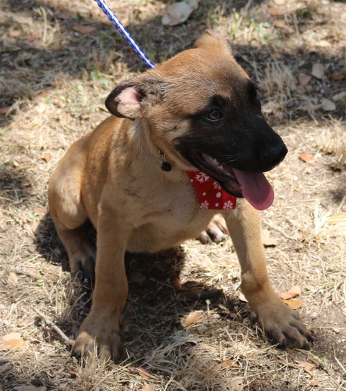 LITTLE FOOT - Shepherd / Labrador Retriever available for adoption