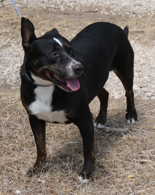 BRUTUS - Terrier / Rottweiler available for adoption