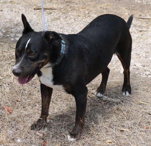 Brutus photo 3