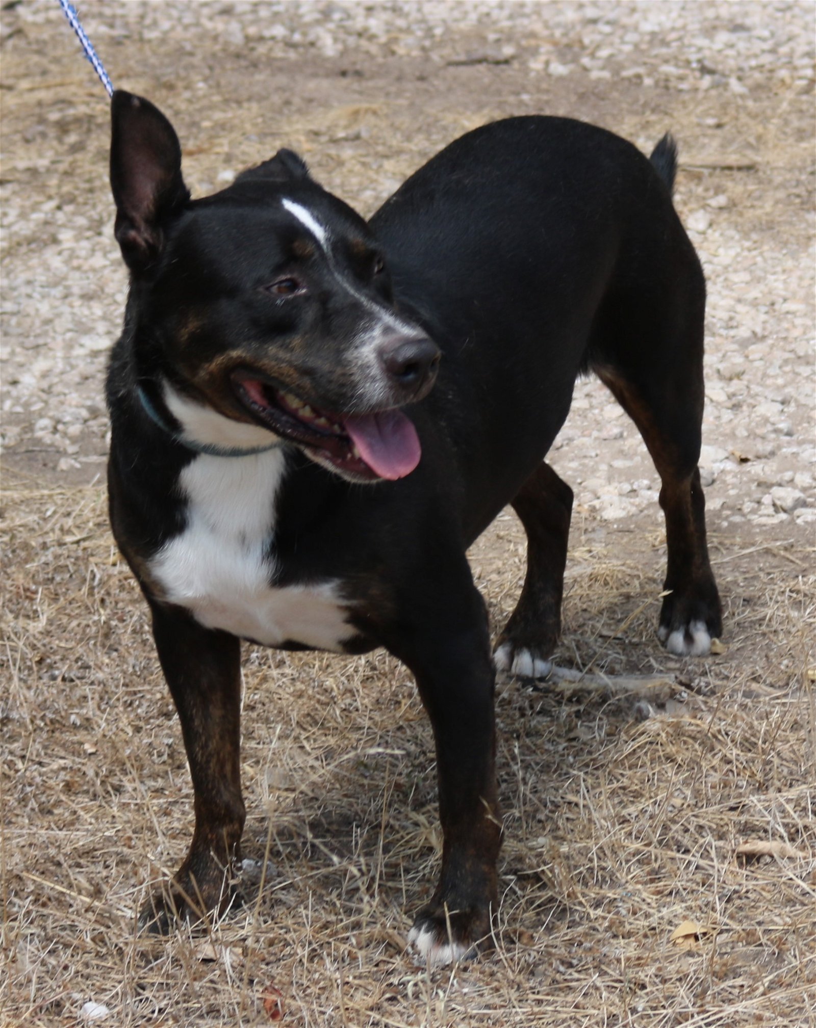 adoptable Dog in Brattleboro, VT named Brutus