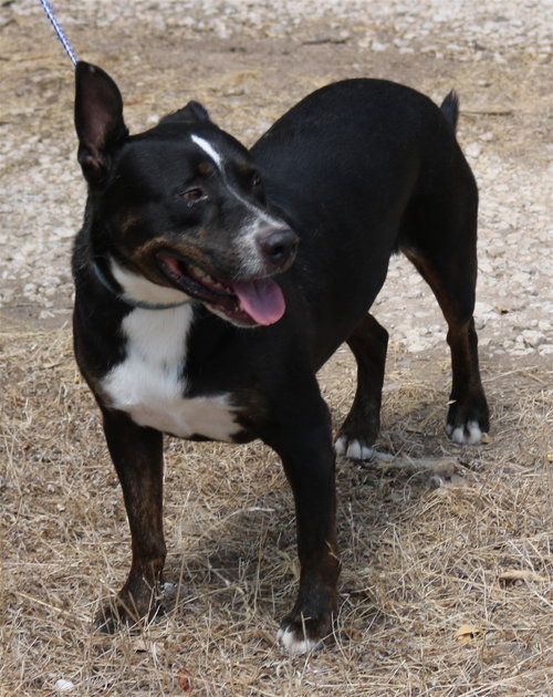 BRUTUS - Terrier / Rottweiler available for adoption