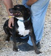 Brutus - Photo 2