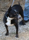 Brutus - Photo 4