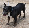 Brutus - Photo 3