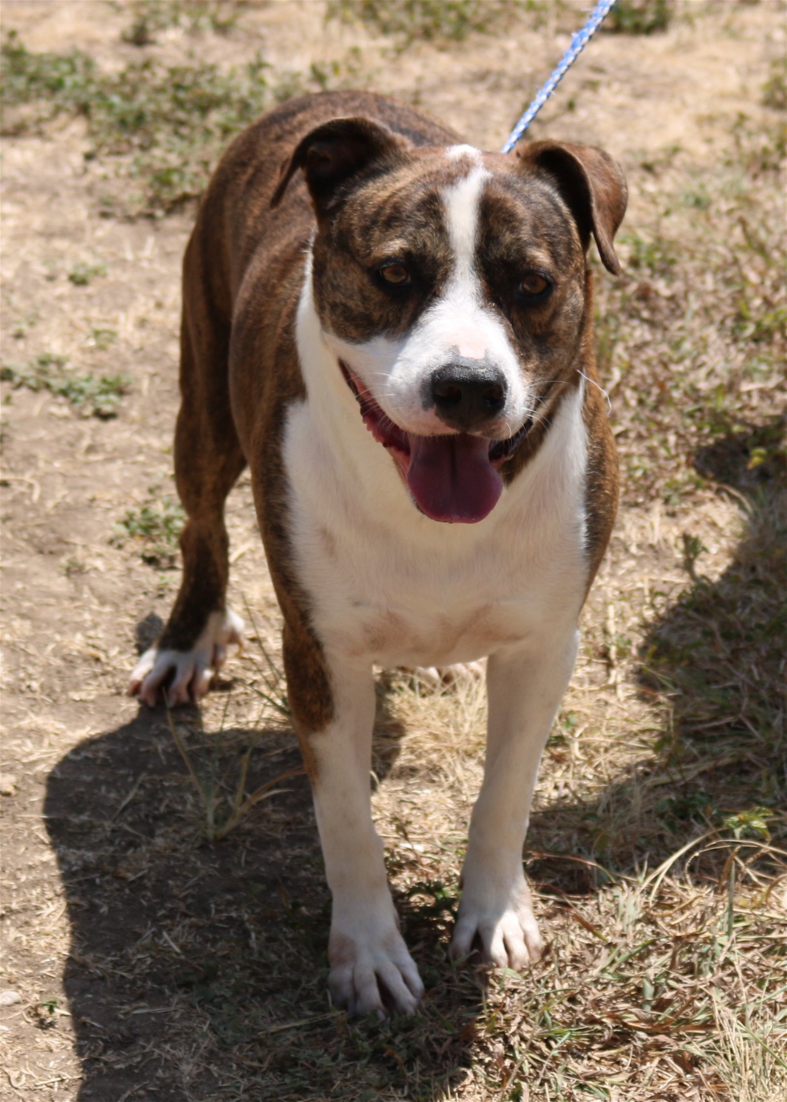 adoptable Dog in San Antonio, TX named Arthur