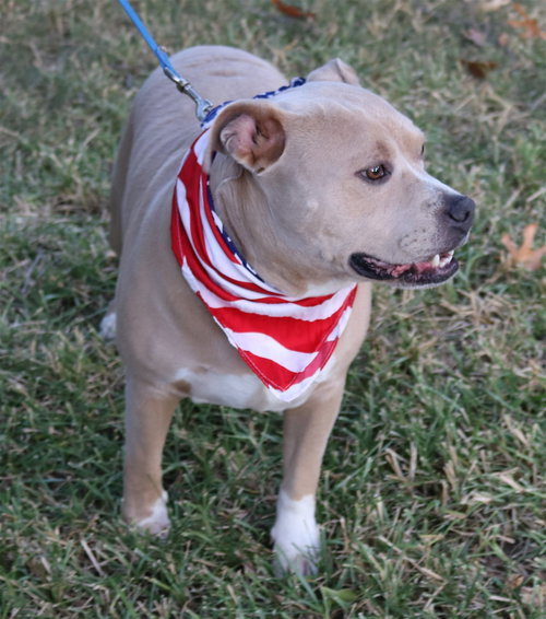 TUCKER - Pit Bull Terrier available for adoption