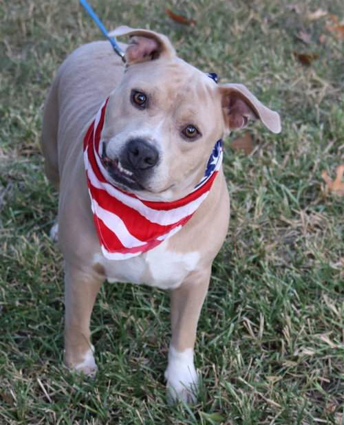 TUCKER - Pit Bull Terrier available for adoption