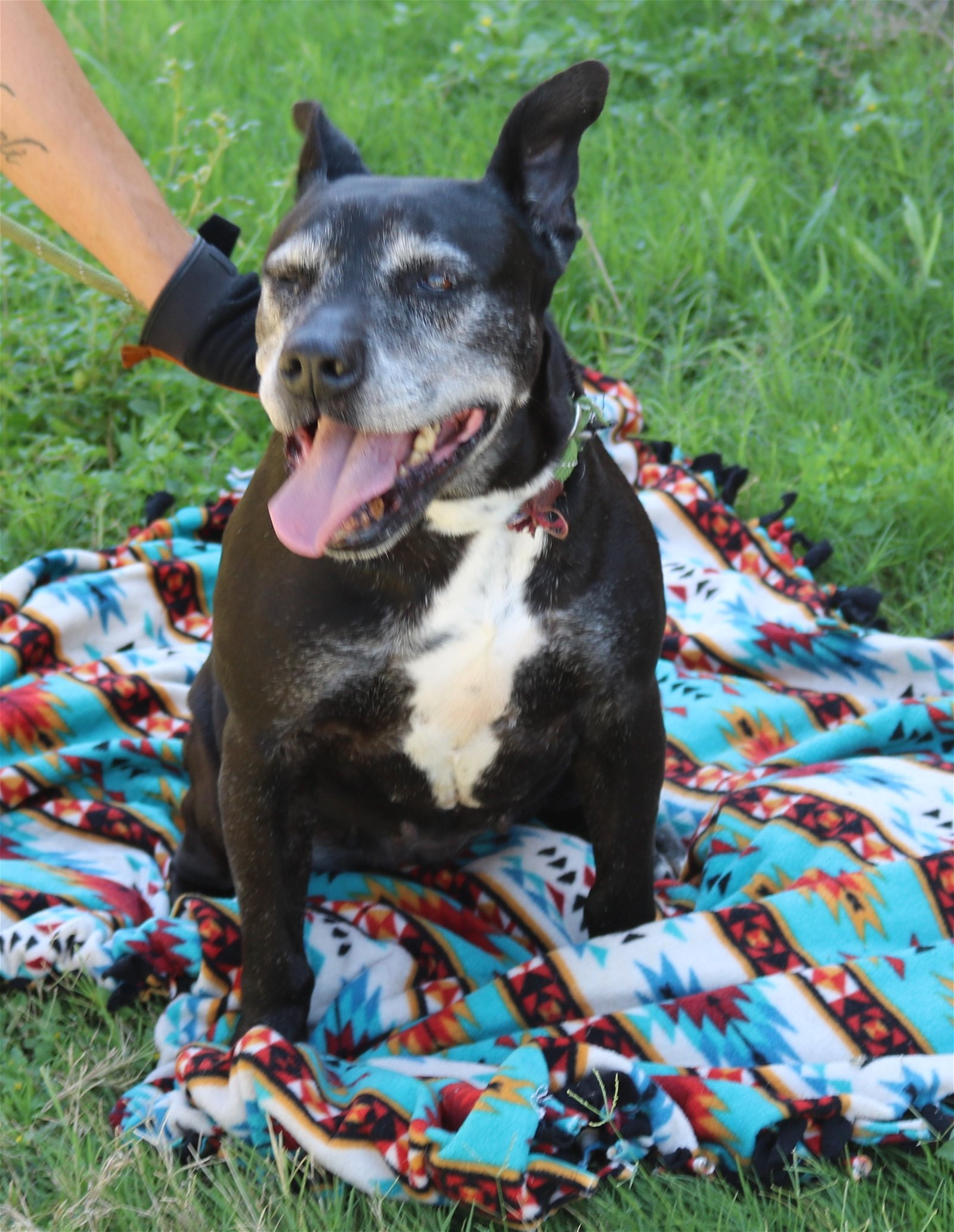 adoptable Dog in Everett, WA named Ebony Ann