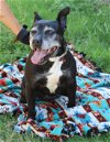 adoptable Dog in everett, wa, WA named Ebony Ann