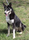 Ryker - Photo 3