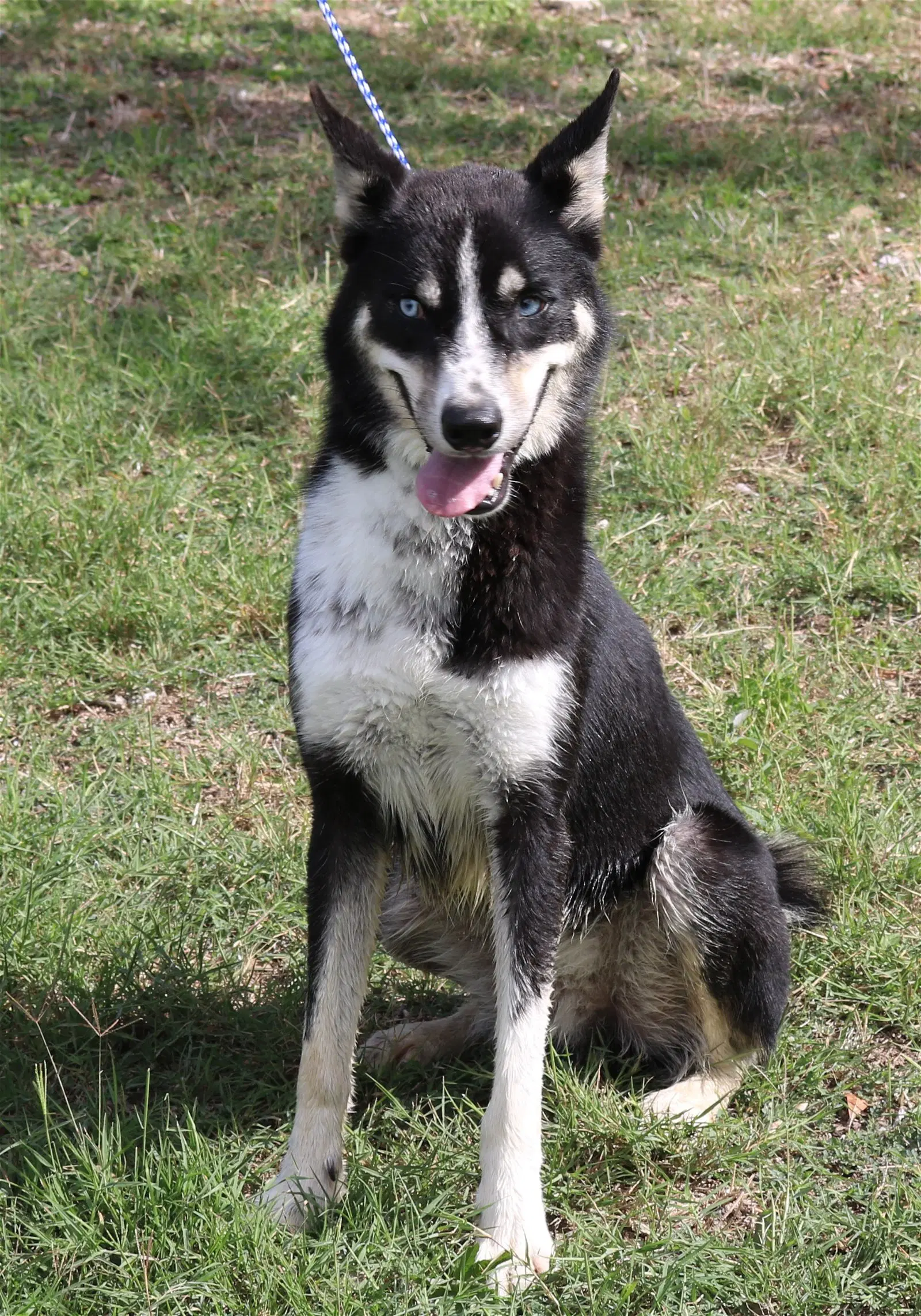 Ryker - Husky