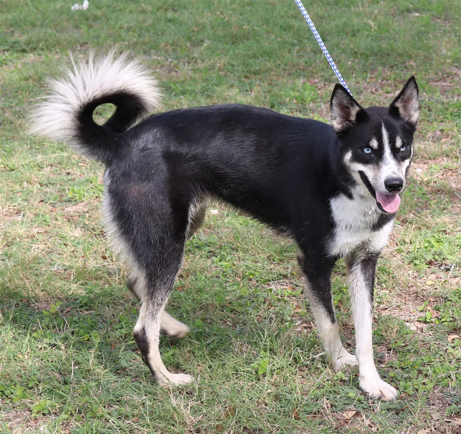 Ryker image 2
