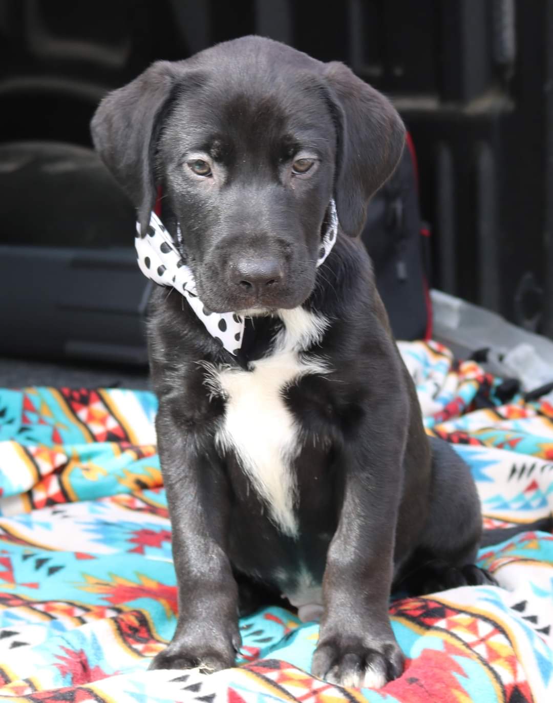 Dog adoption in Everett, WA 98201: Labrador Retriever / Mixed (short ...