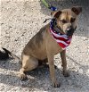 adoptable Dog in everett, WA named Buddy