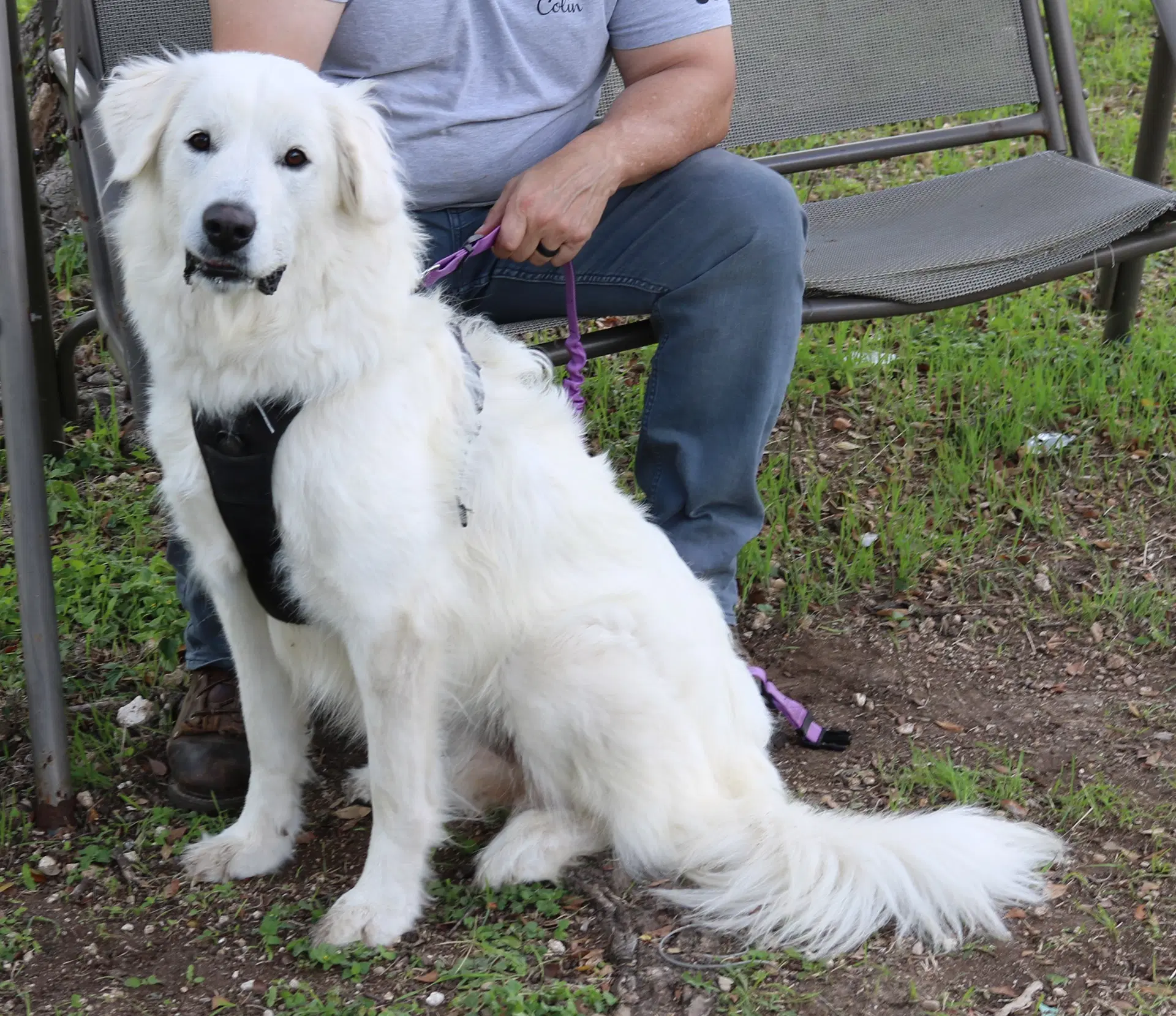 Athena - Great Pyrenees
