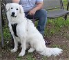 adoptable Dog in everett, WA named Athena
