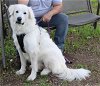 adoptable Dog in , VT named Athena
