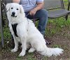 adoptable Dog in anton, TX named Athena