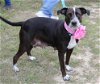 adoptable Dog in everett, WA named Plexie