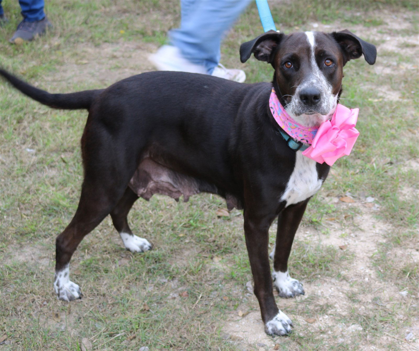 adoptable Dog in San Antonio, TX named Plexie