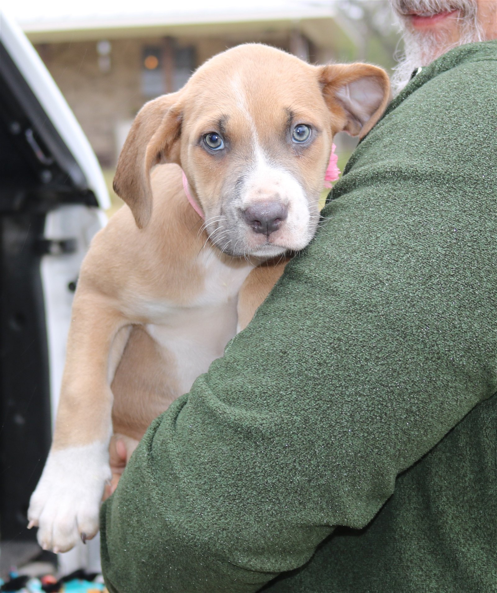 Dog for Adoption Josie, a Labrador Retriever in Fredericksburg, TX