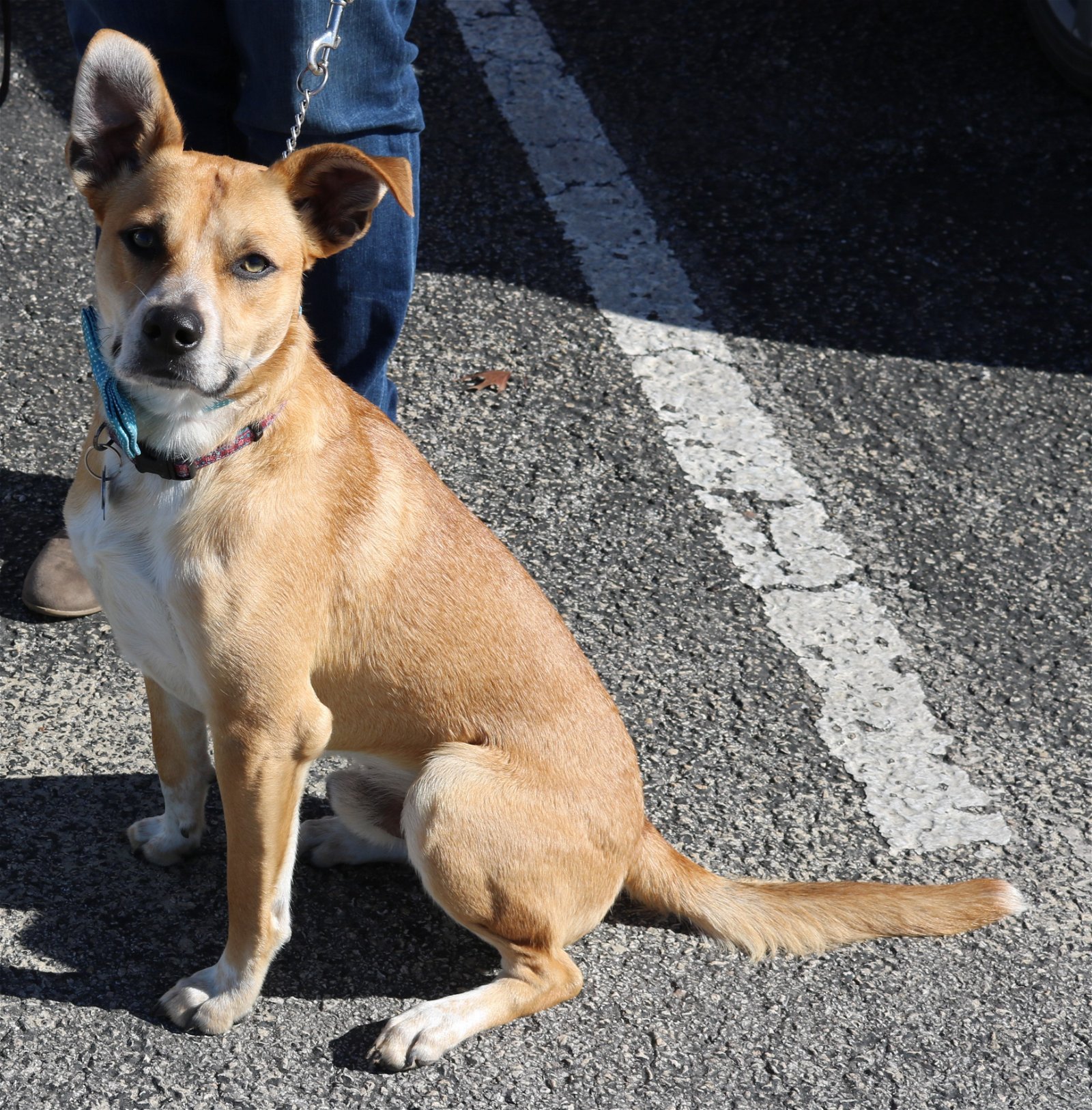 adoptable Dog in Everett, WA named Monty