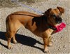 adoptable Dog in everett, wa, WA named Gina