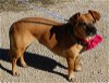 adoptable Dog in brattleboro, VT named Gina