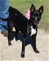 adoptable Dog in everett, WA named Dixie