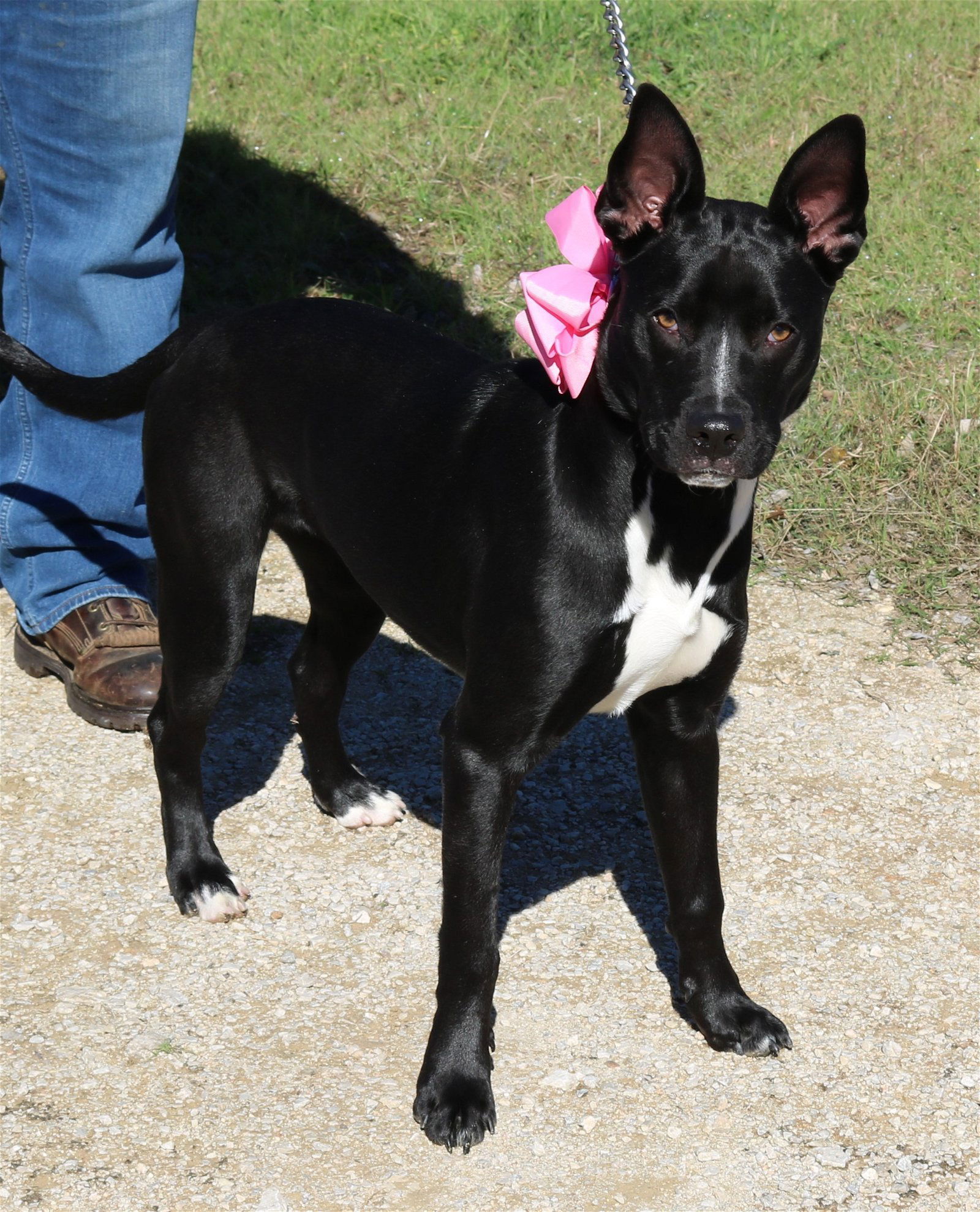 adoptable Dog in San Antonio, TX named Dixie