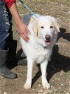 adoptable Dog in , VT named Joy