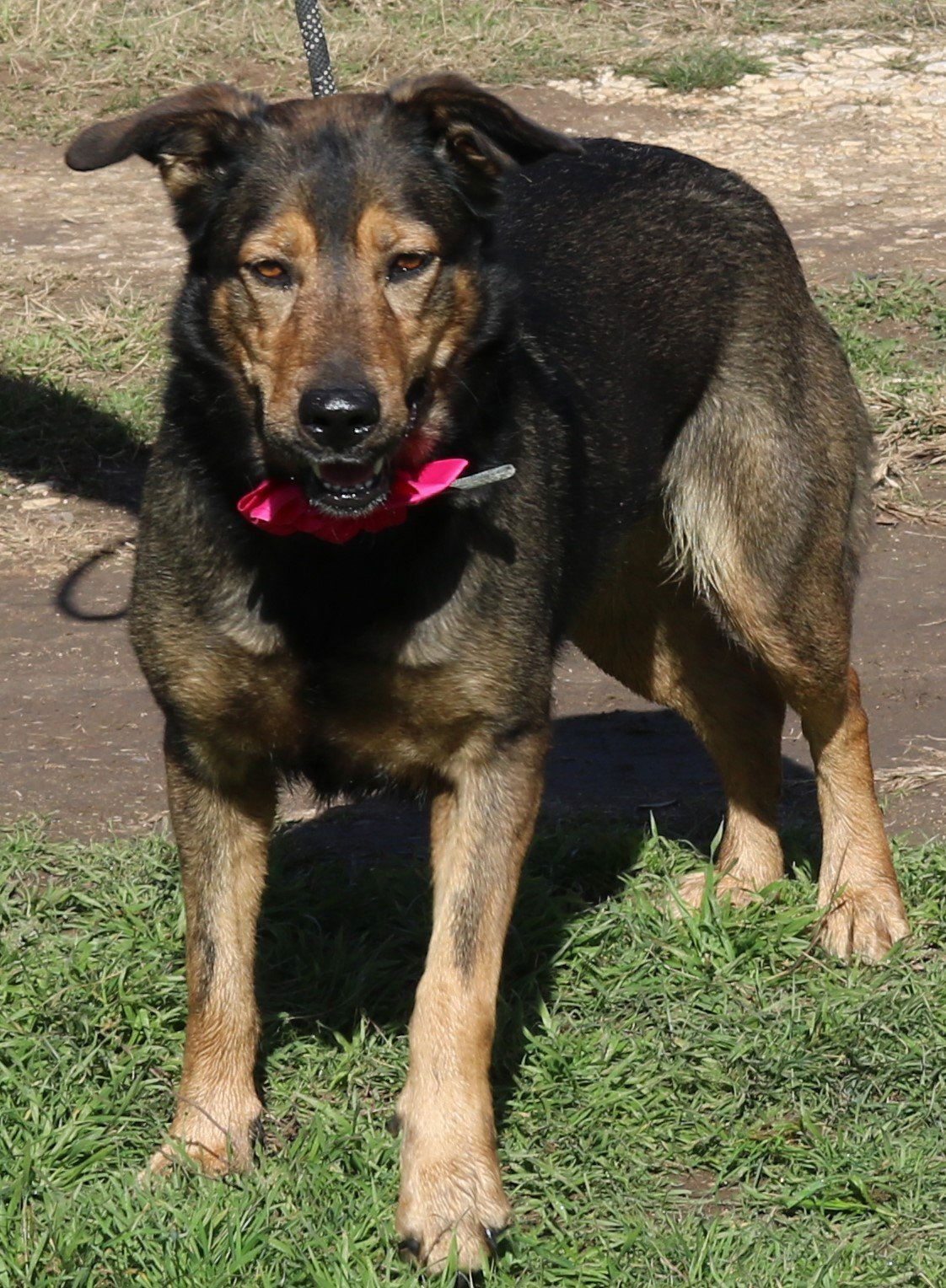 adoptable Dog in San Antonio, TX named Riley