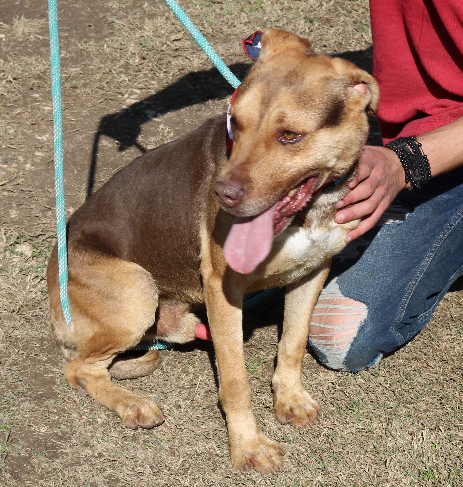 adoptable Dog in San Antonio, TX named Picasso