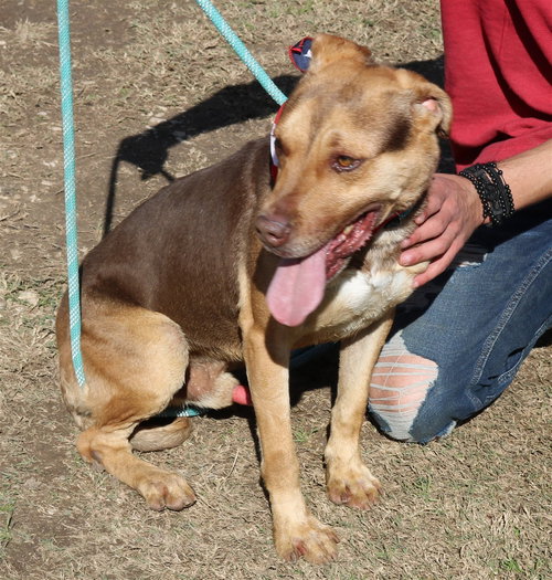 PICASSO - Labrador Retriever / Rottweiler available for adoption