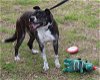 adoptable Dog in brattleboro, VT named Pumpkin