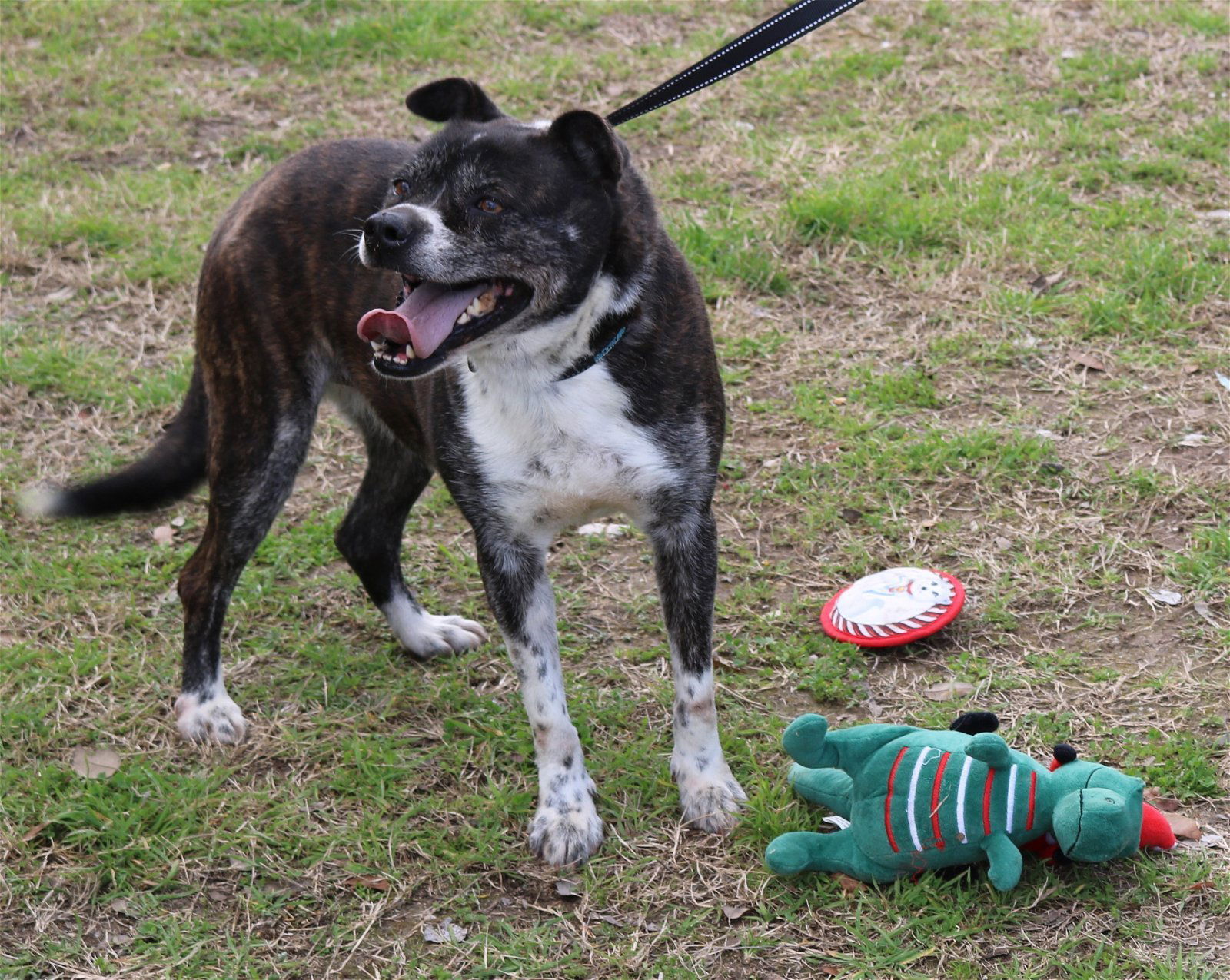 adoptable Dog in San Antonio, TX named Pumpkin